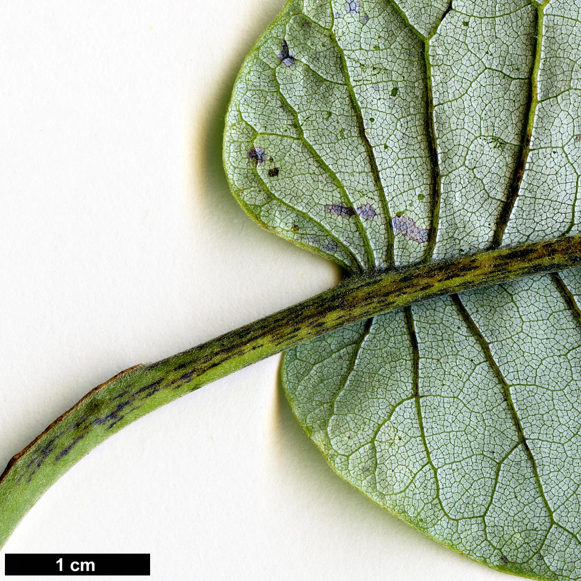 High resolution image: Family: Magnoliaceae - Genus: Magnolia - Taxon: macrophylla - SpeciesSub: var. ashei